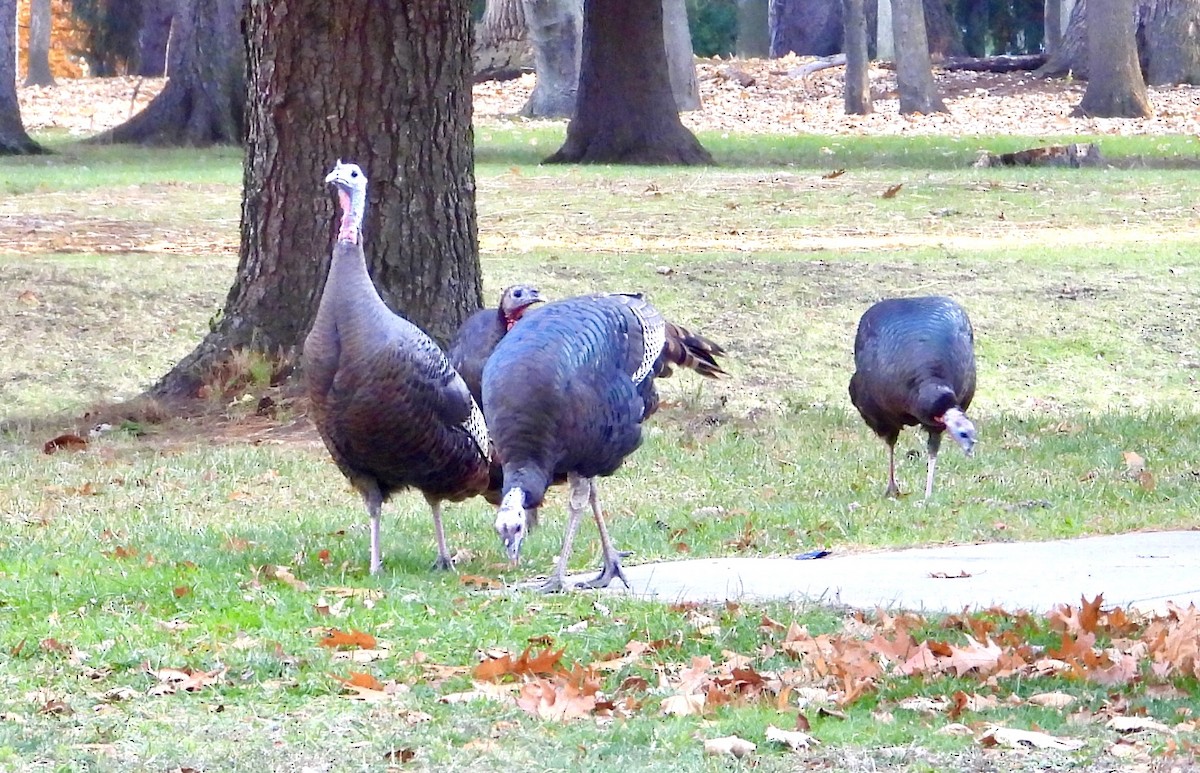 Wild Turkey - ML645580563