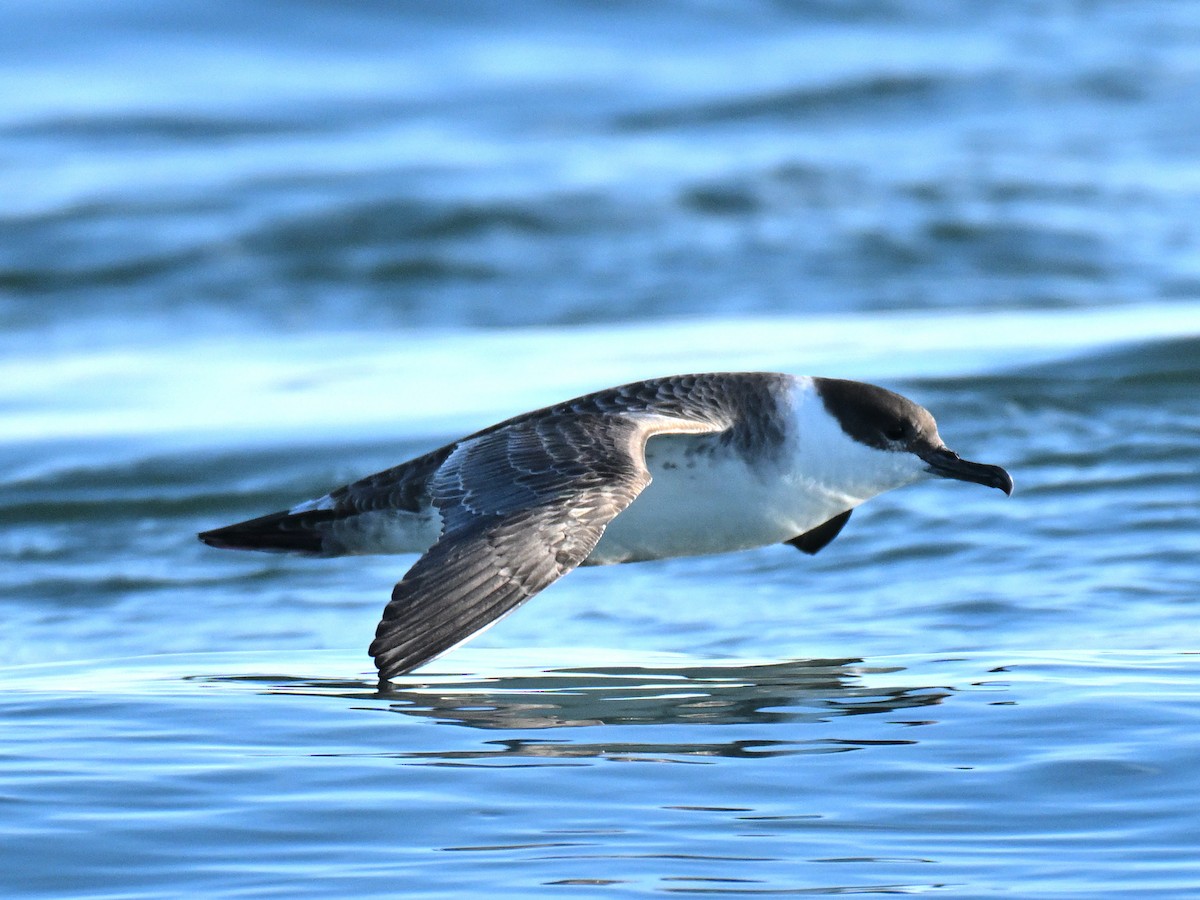 Great Shearwater - ML645580564