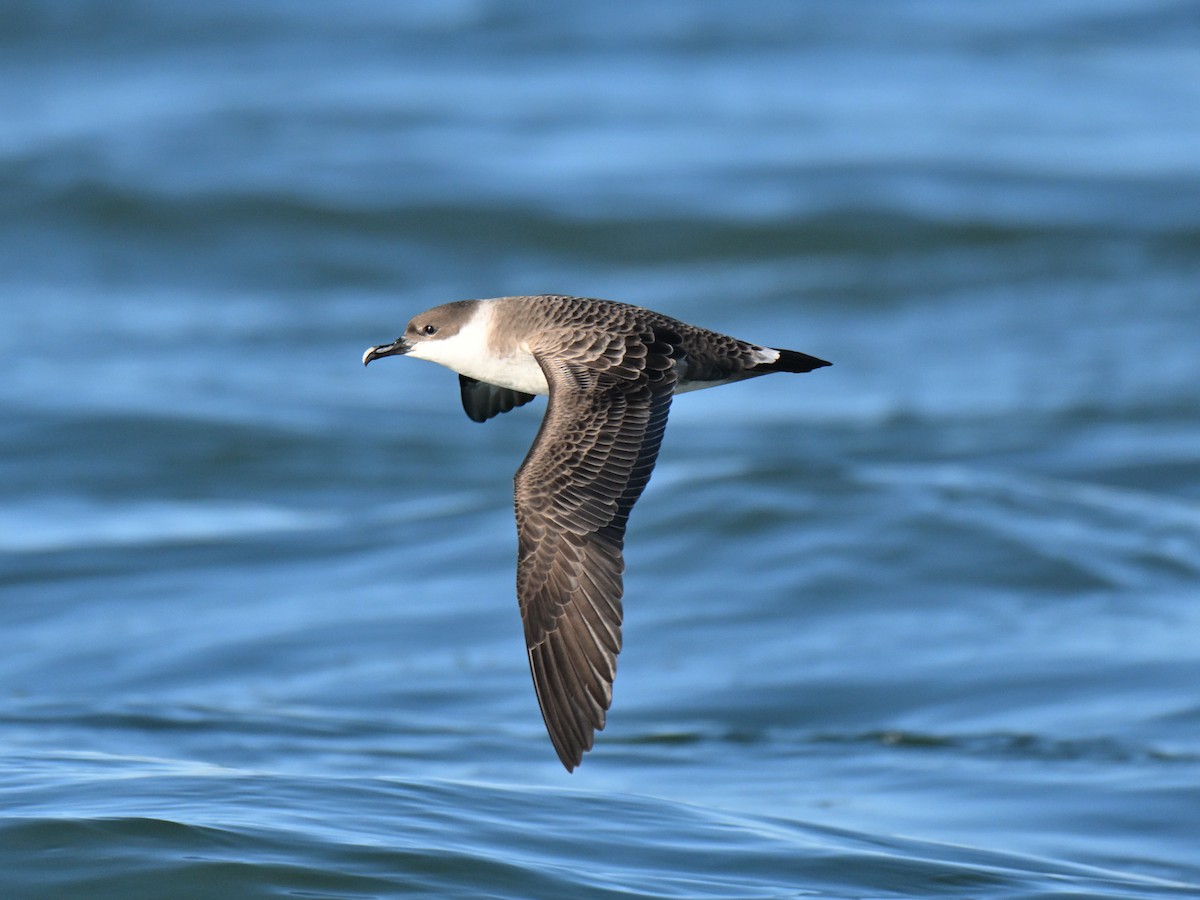 Great Shearwater - ML645580566