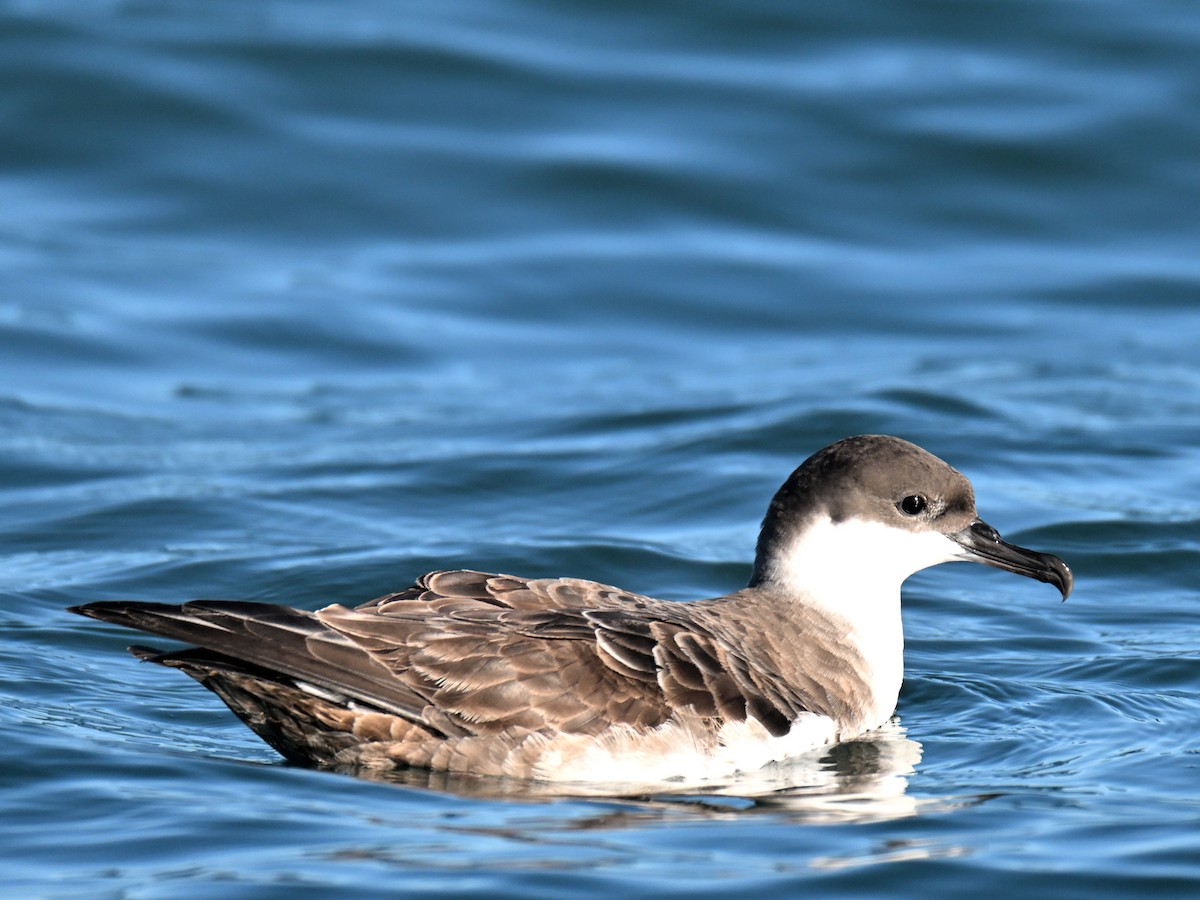 Great Shearwater - ML645580568