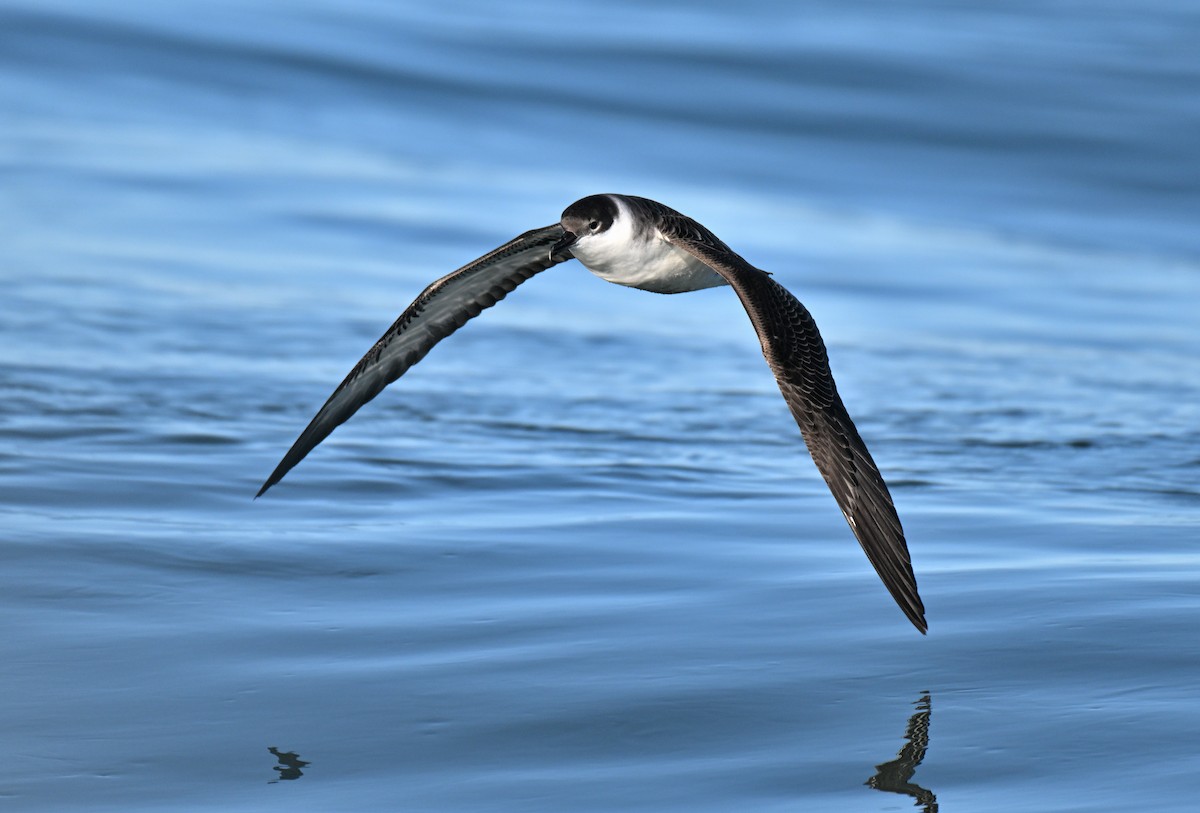 Great Shearwater - ML645580569