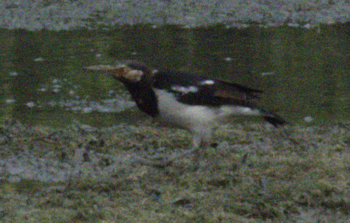 Siamese Pied Starling - ML645580572