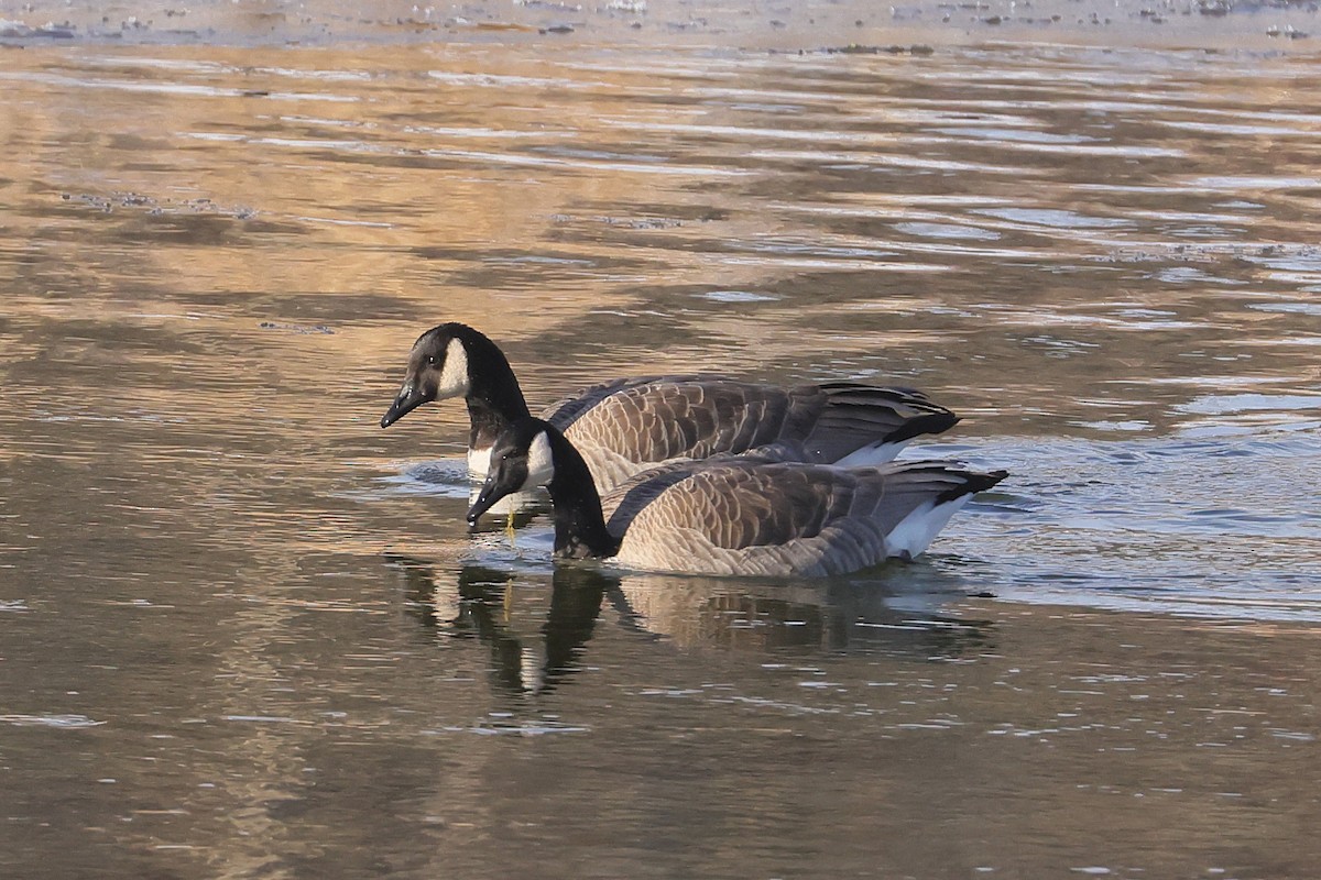 Canada Goose - ML645580578