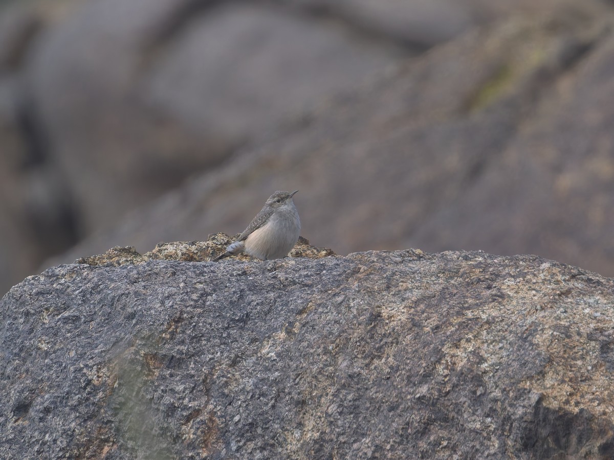 Rock Wren - ML645580579