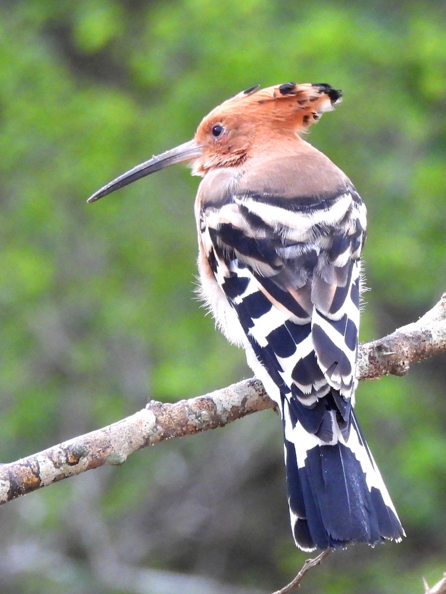 Common Hoopoe - ML645580580