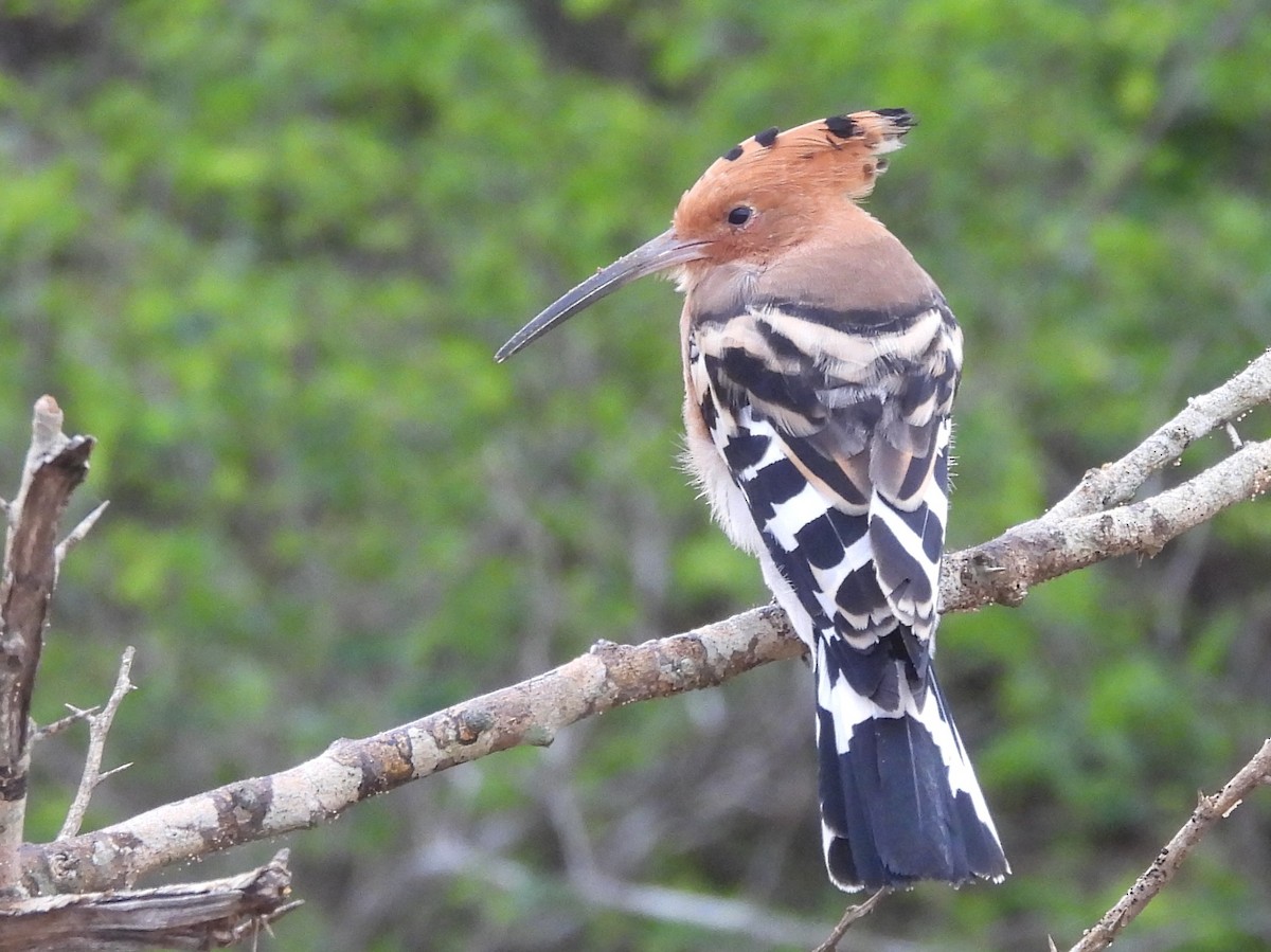 Common Hoopoe - ML645580582