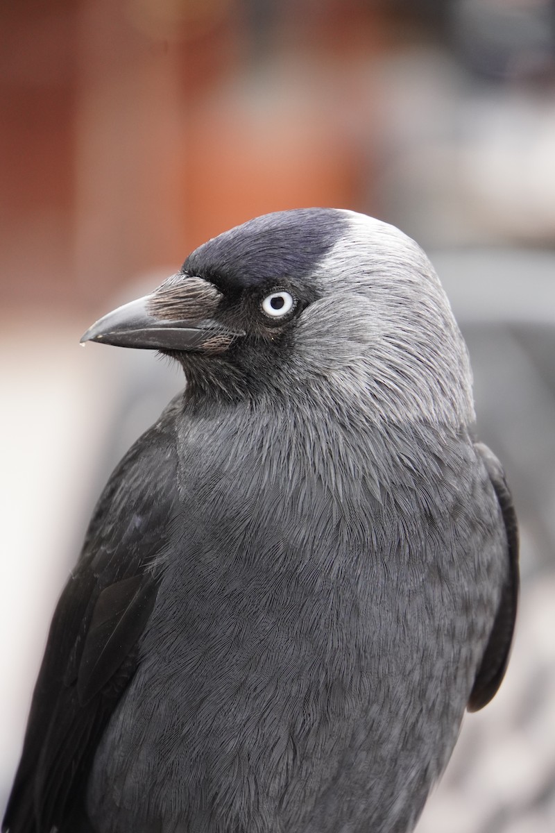 Eurasian Jackdaw - ML645580594