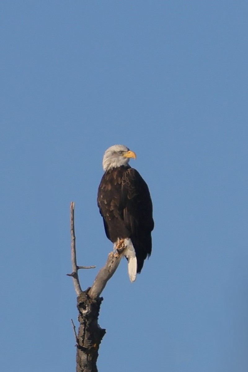 Bald Eagle - ML645580598