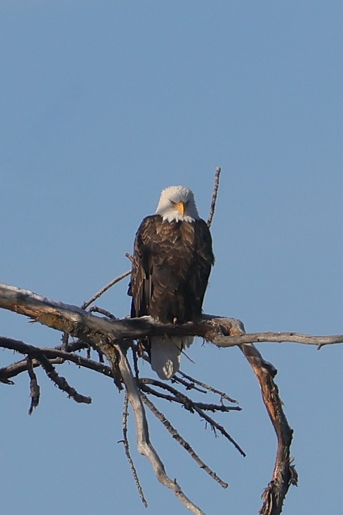 Bald Eagle - ML645580602