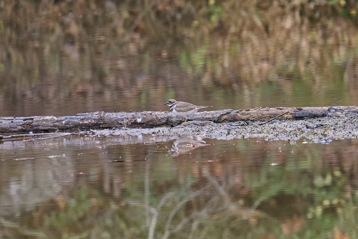 Killdeer - ML645580603