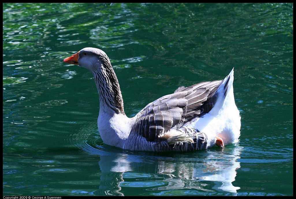 Гуска сіра (свійська) - ML645580604