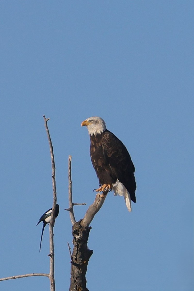Bald Eagle - ML645580609