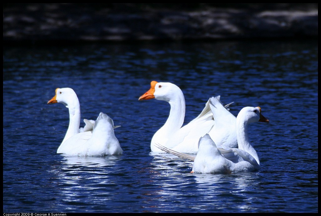 Ánsar Cisnal (variedad doméstica) - ML645580611