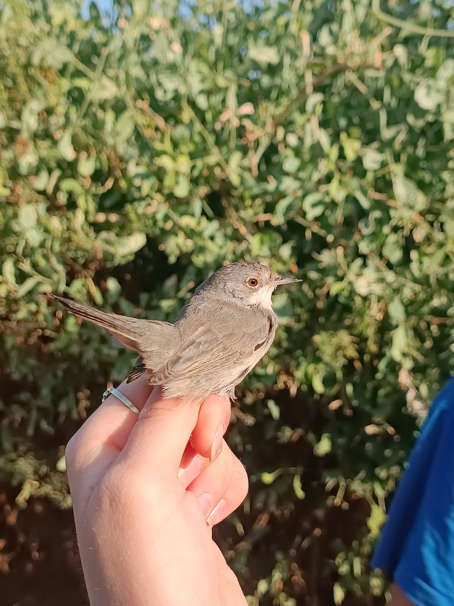 Menetries's Warbler - ML645580612