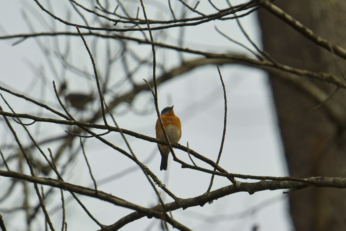 Eastern Bluebird - ML645580615