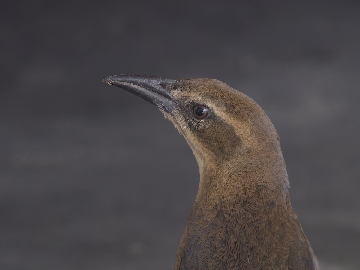 storstjerttrupial - ML645580619