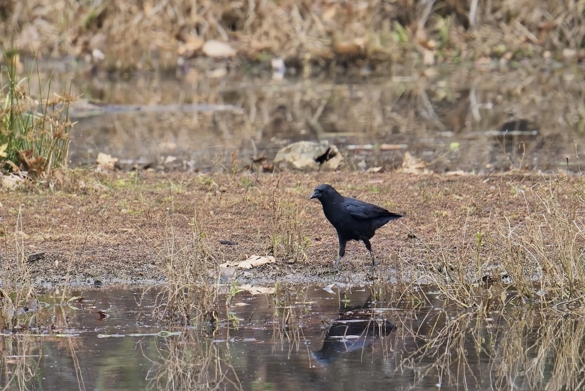 amerikakråke - ML645580620