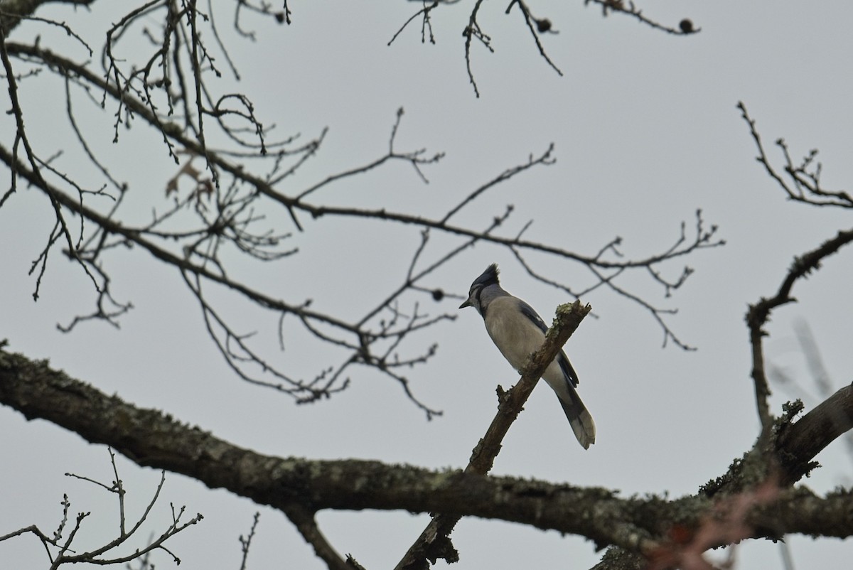 blåskrike - ML645580621