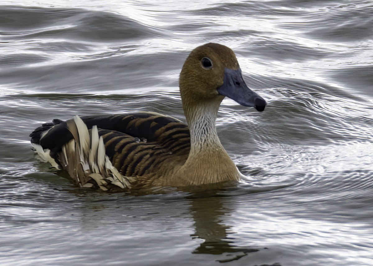 brunplystreand - ML645580622