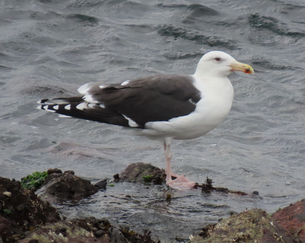 svartbak - ML645580626