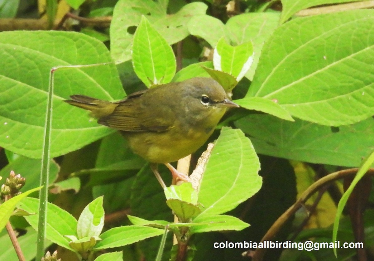 svartbrystparula - ML645580628