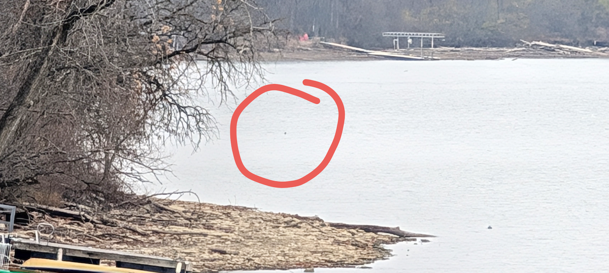 ub. dykker (Podicipedidae sp.) - ML645580629