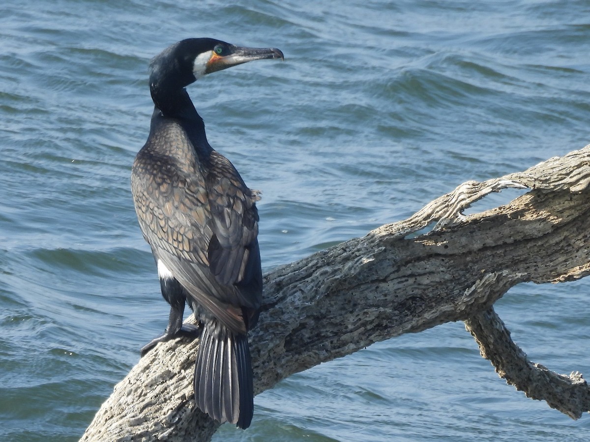 storskarv - ML645580633