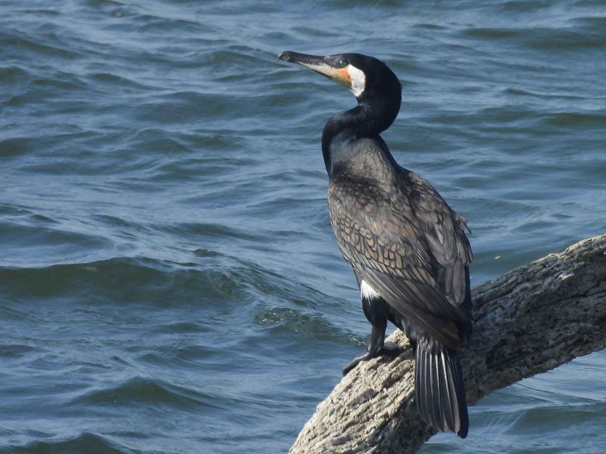 storskarv - ML645580634