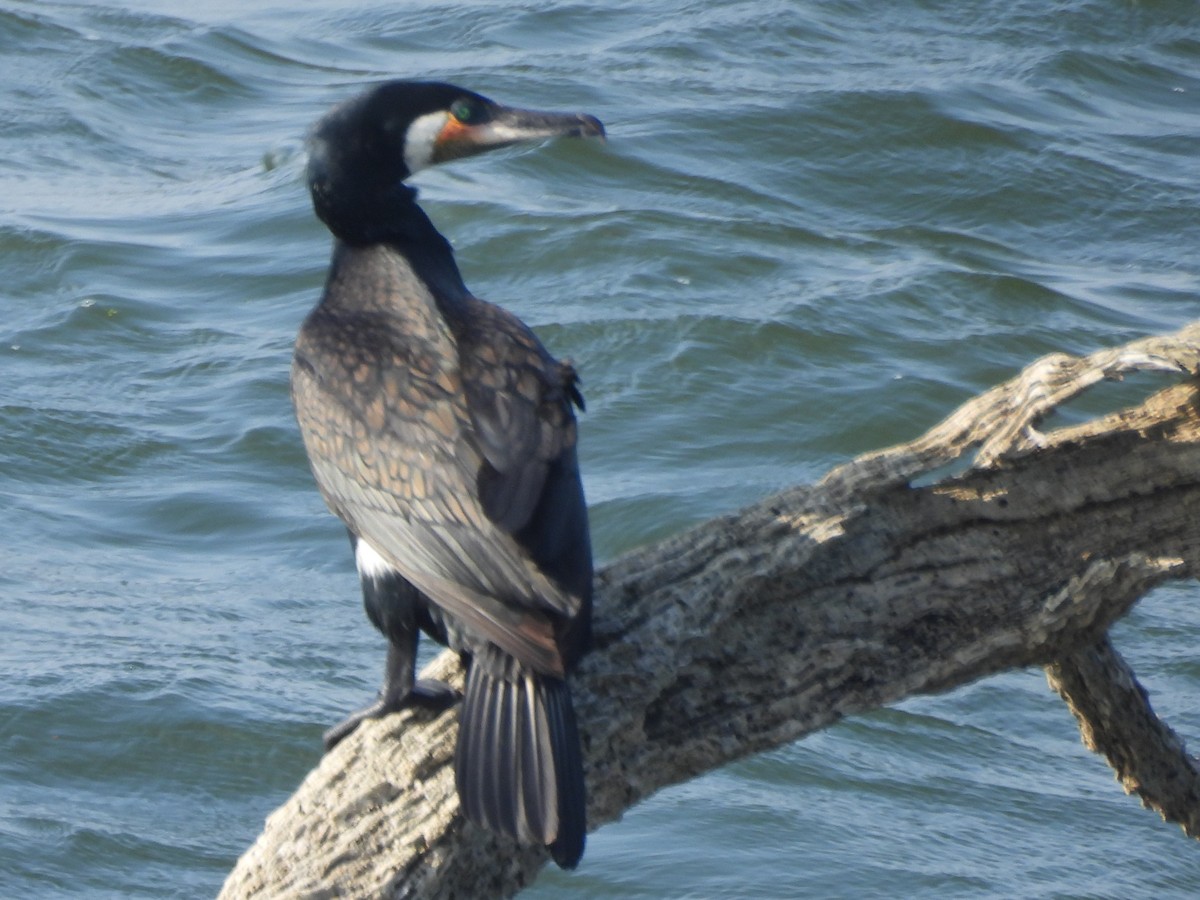 storskarv - ML645580635