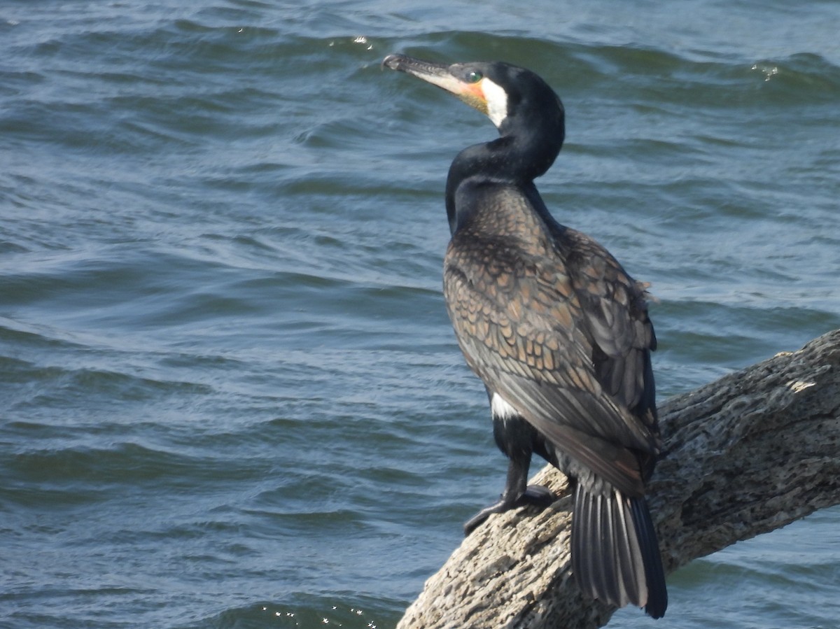 storskarv - ML645580636