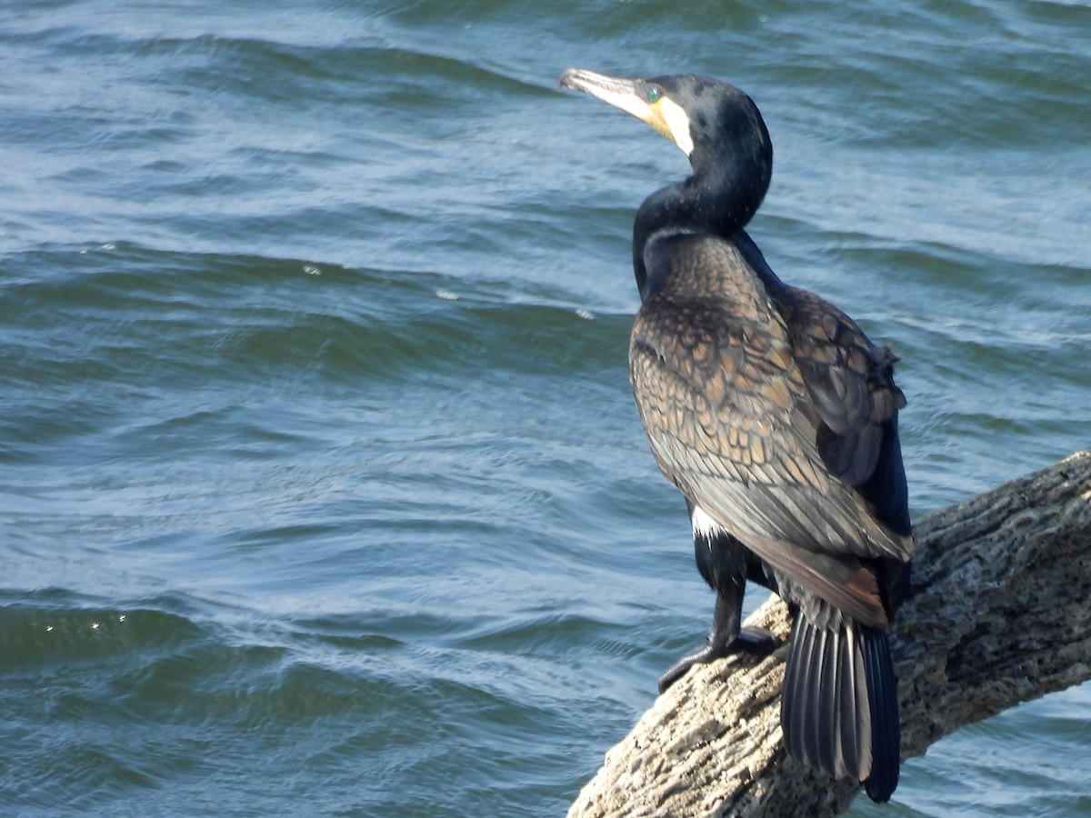 storskarv - ML645580637