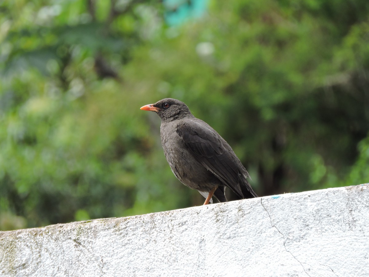 stortrost - ML645580638