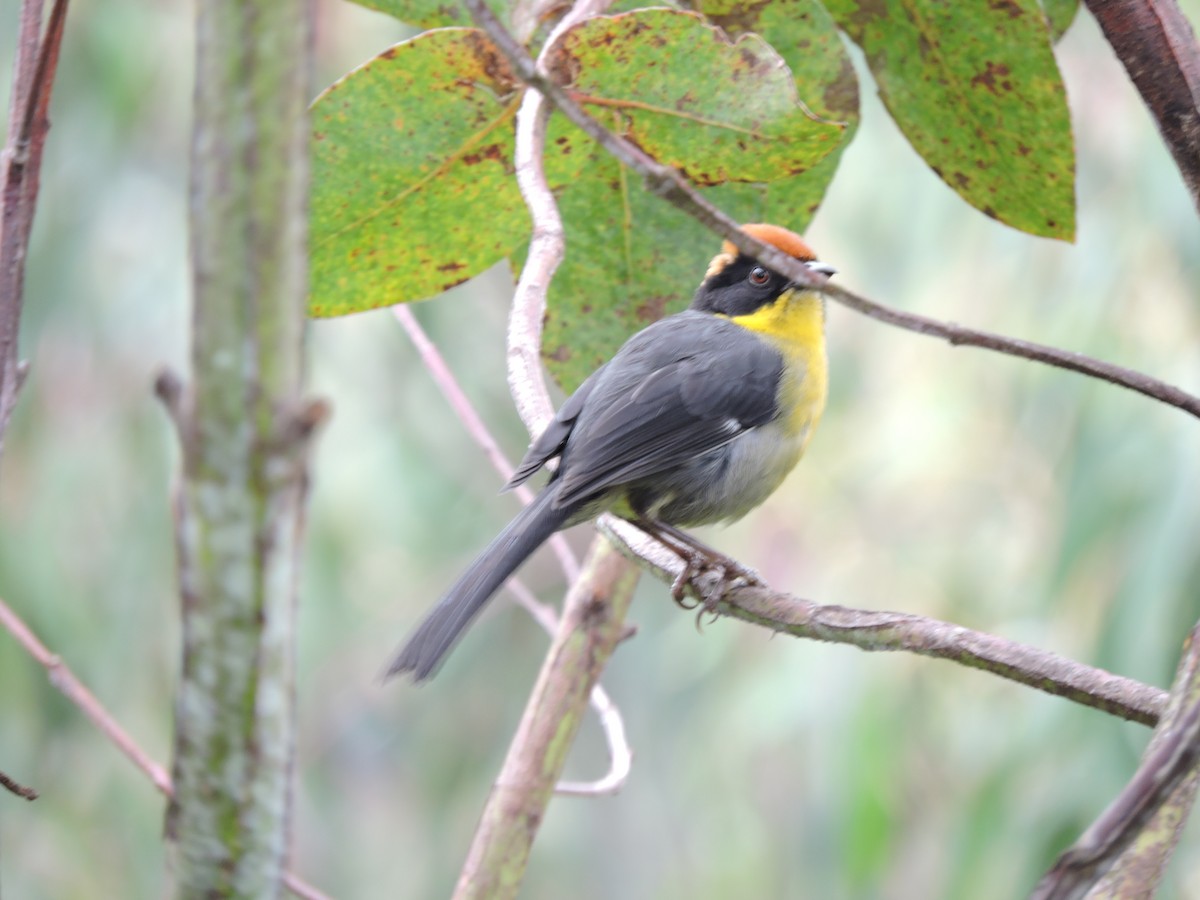 rustkronekjerrspurv - ML645580640