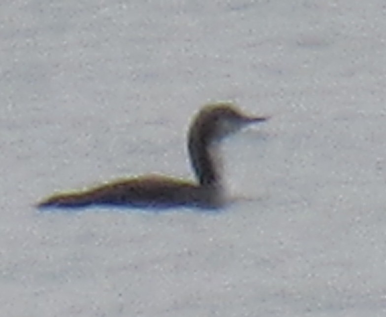 Pacific Loon - ML645580642