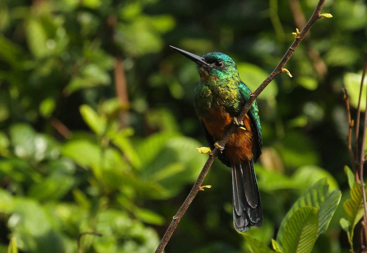 grønnstjertjakamar - ML645580643