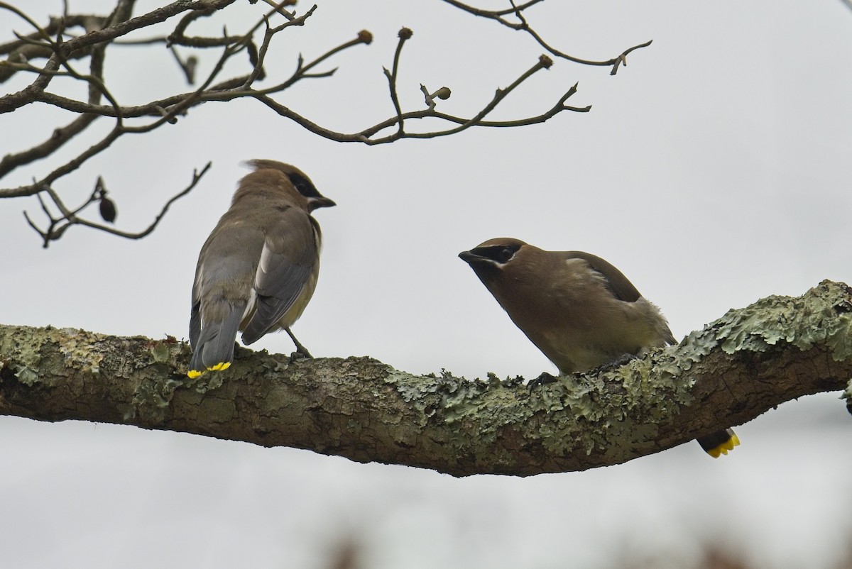 einersidensvans - ML645580644