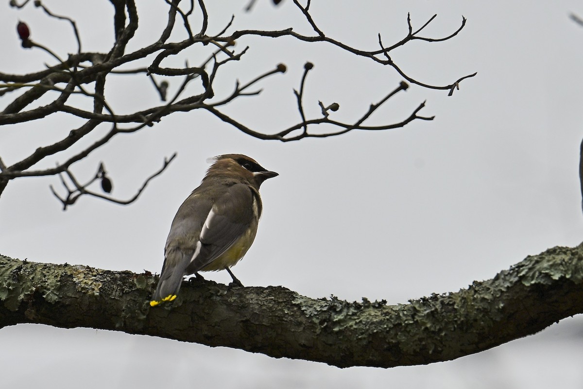 einersidensvans - ML645580645