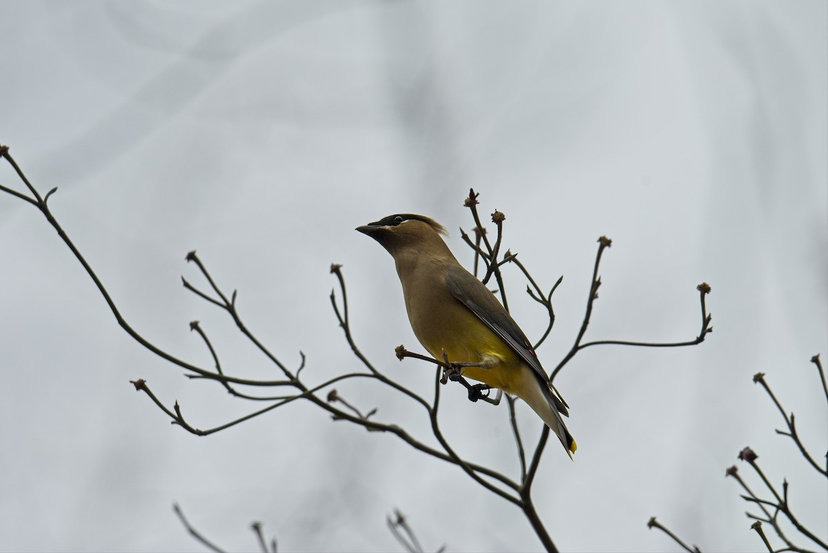 einersidensvans - ML645580646