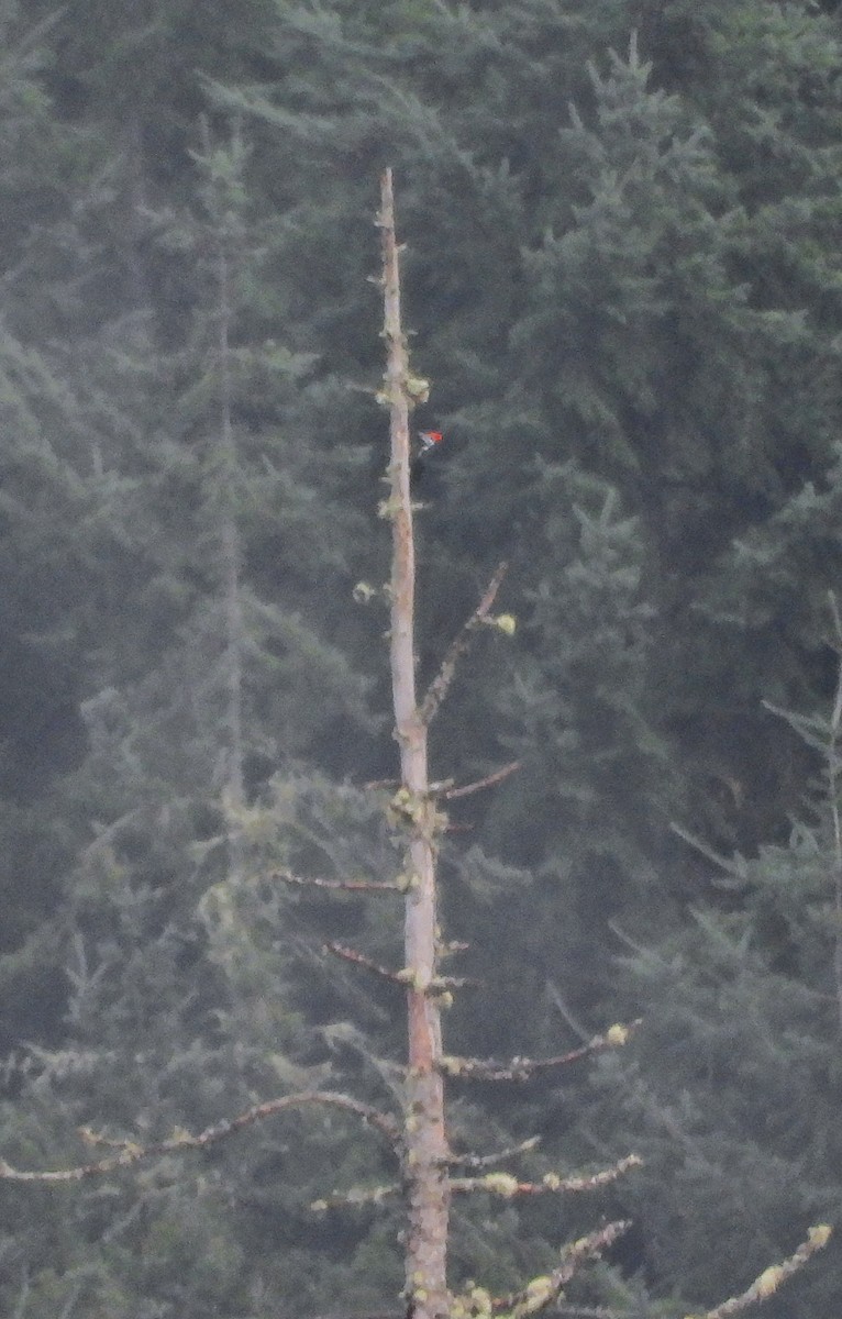 hvitbrynsvartspett - ML645580648