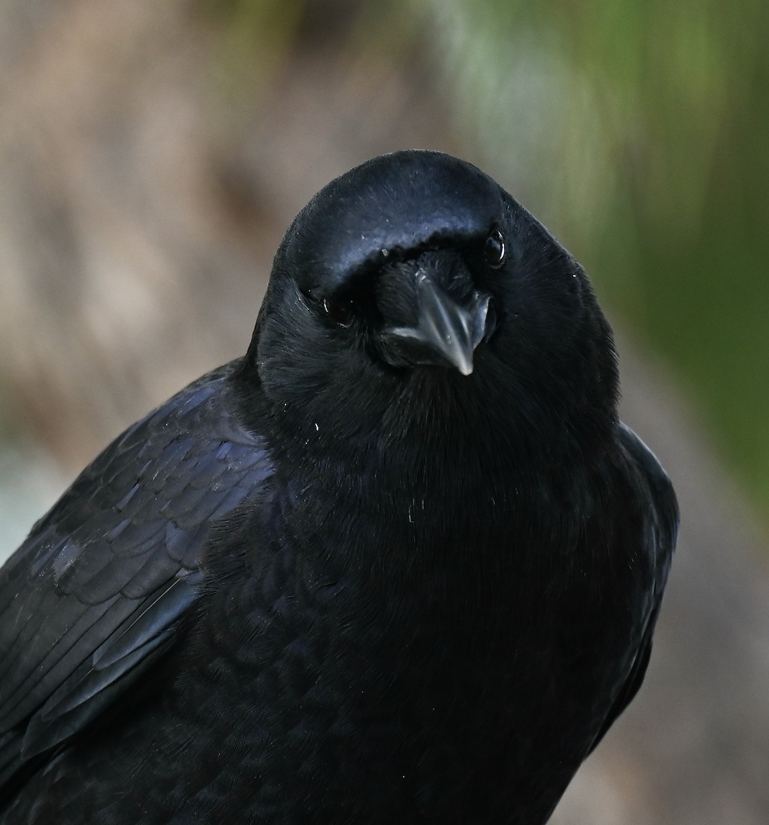 amerikakråke - ML645580650