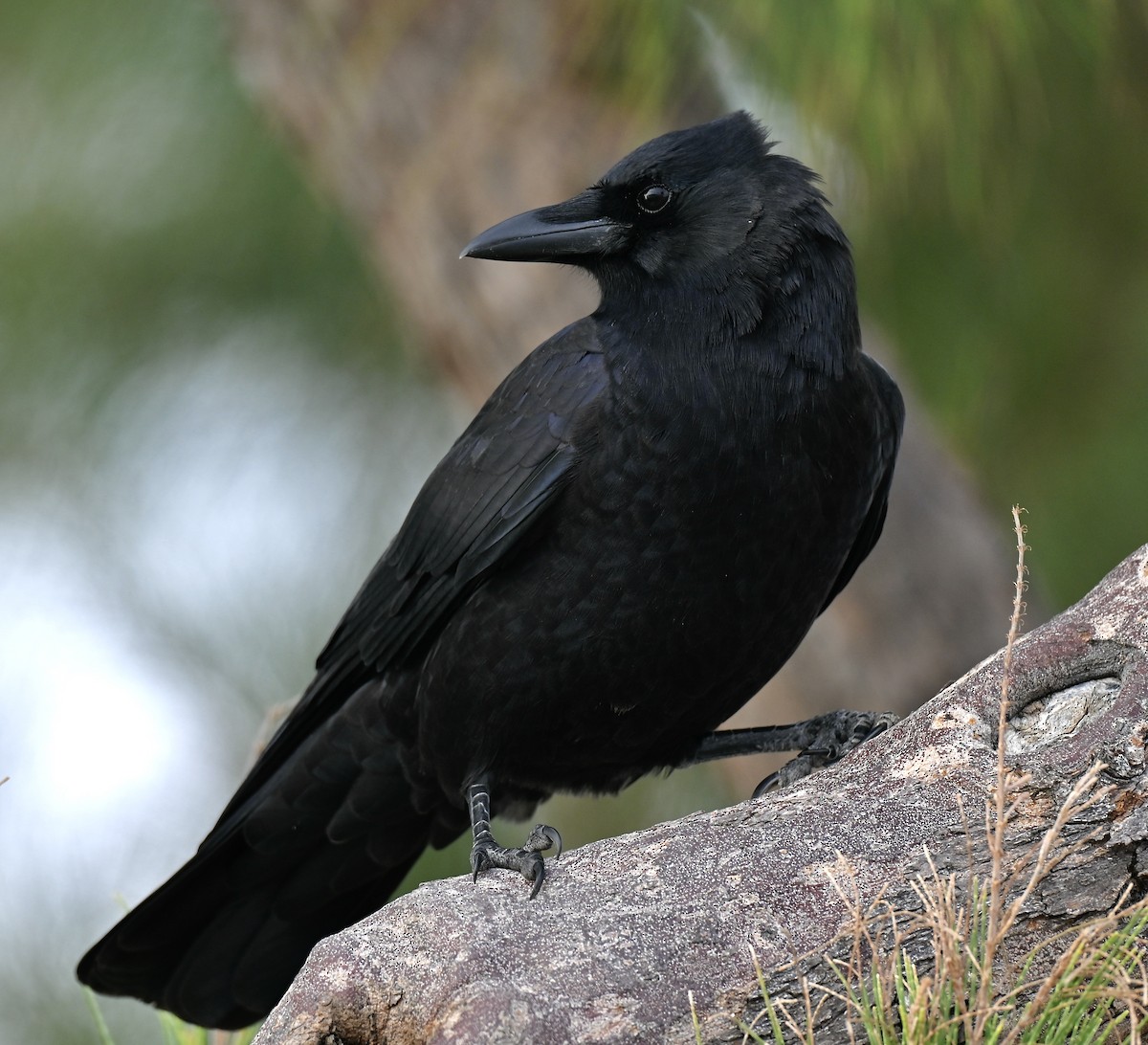American Crow - ML645580653