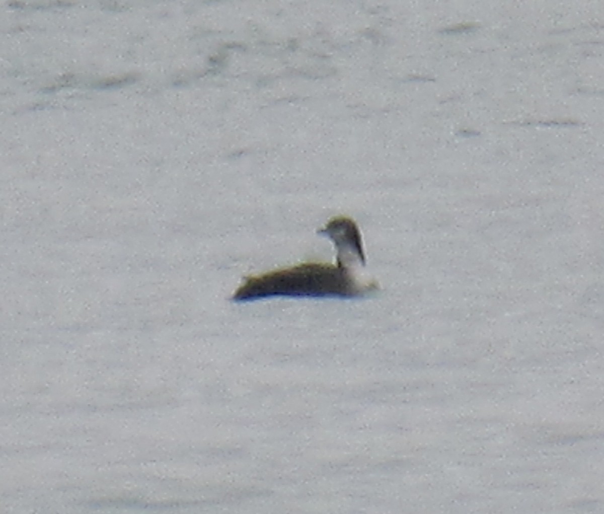 Pacific Loon - ML645580666