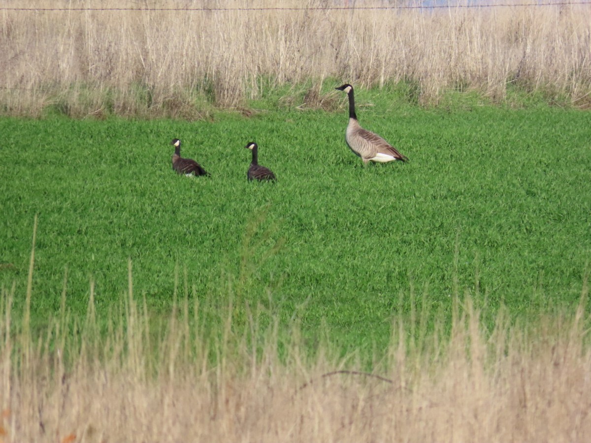 小加拿大雁 - ML645580671