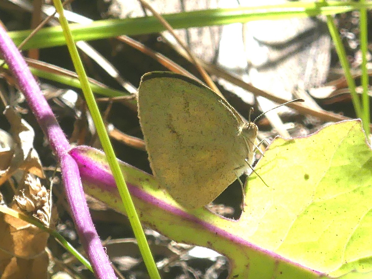 Barred Yellow - ML645580686