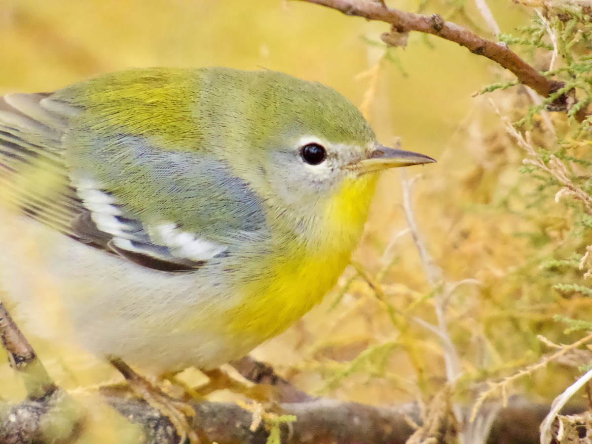 lesňáček lišejníkový - ML645580689