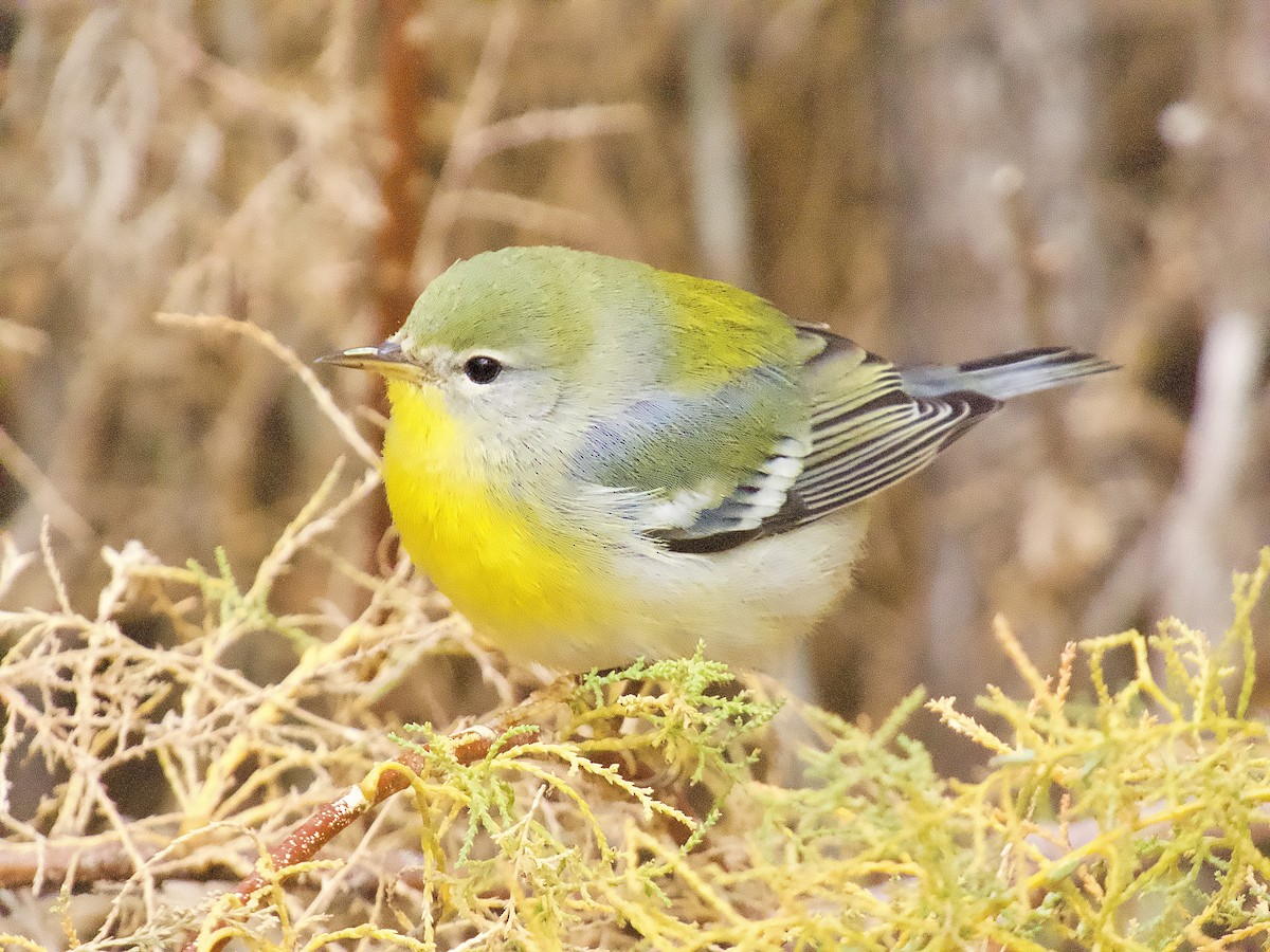 lesňáček lišejníkový - ML645580690