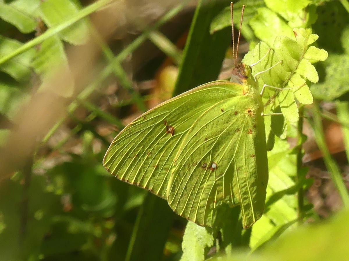 Cloudless Sulphur - ML645580701
