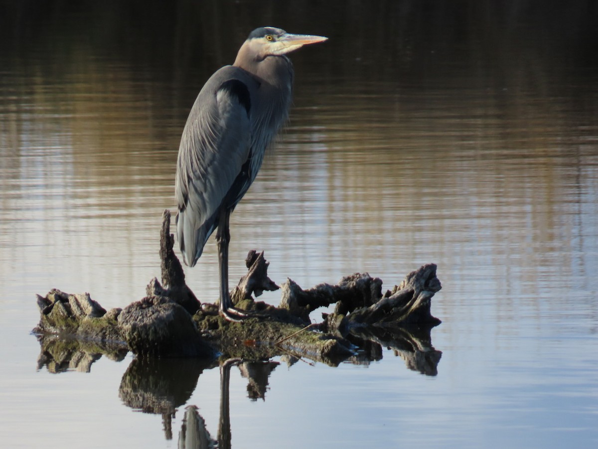 Amerika Gri Balıkçılı - ML645580702