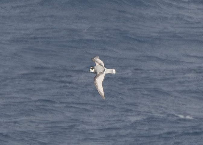 Ak Kuyruklu Priyon - ML645580709