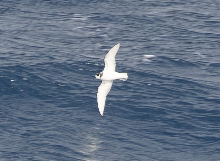 Ak Kuyruklu Priyon - ML645580710